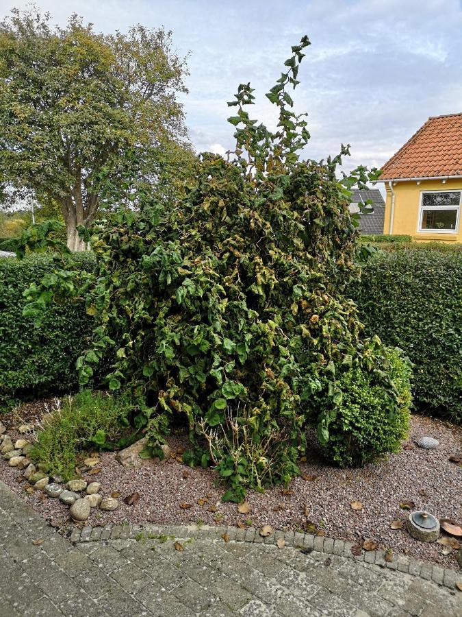 Safine B&B Fåborg Exteriér fotografie
